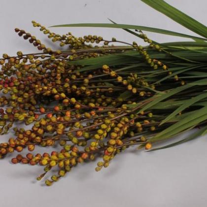 Crocosmia Pods