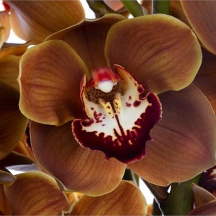 Cybidium Brown