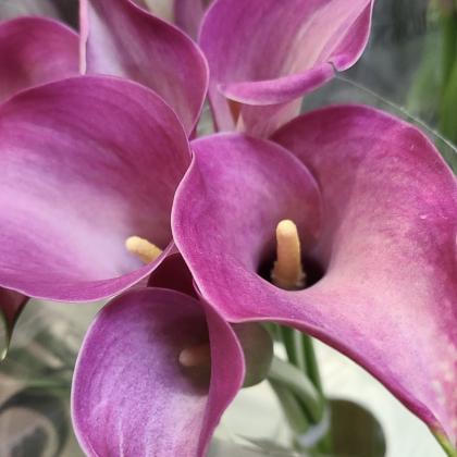 Calla Pink Calla Pink