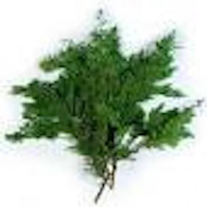 Alpine Cedar Alpine Cedar