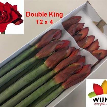Amaryllis Double King Amaryllis Double King
