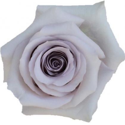 Rose Andrea Rose Andrea