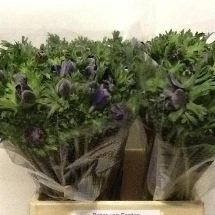 Anemone Marianne Blue Anemone Marianne Blue
