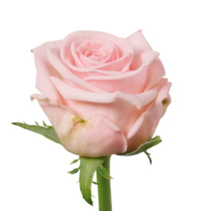 Rose Aqua Bella Rose Aqua Bella