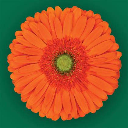 Gerbera Atlanta Gerbera Atlanta