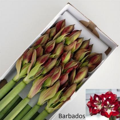 Amaryllis Barbados Amaryllis Barbados