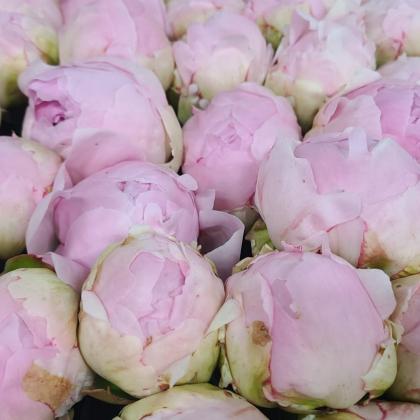 Peony Pillow Talk