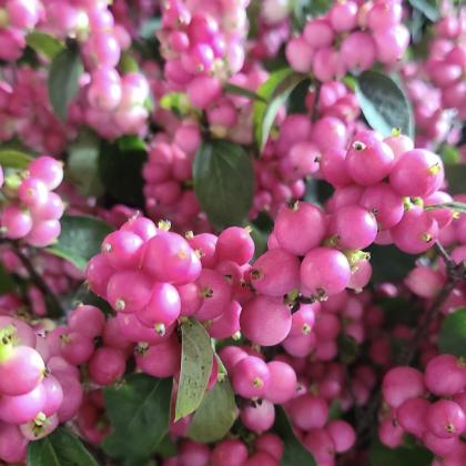 Symphoricarpos Hot Pink Symphoricarpos Hot Pnk