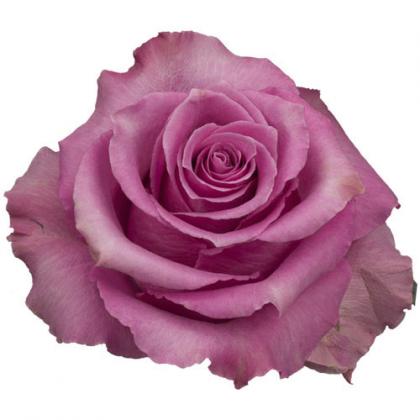 Rose Breathless Rose Breathless