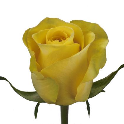 Rose Brighton Rose Brighton