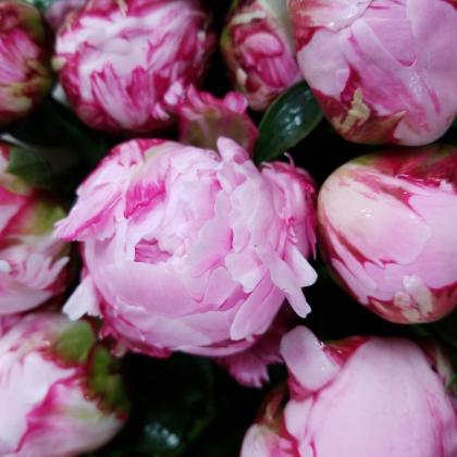 Peony Sarah Bernhardt