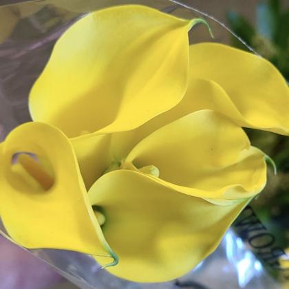 Calla Yellow Calla Yellow