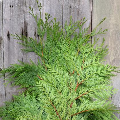 Western Red Cedar