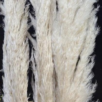 Cortaderia Dried Evita Cortaderia Dried Evita