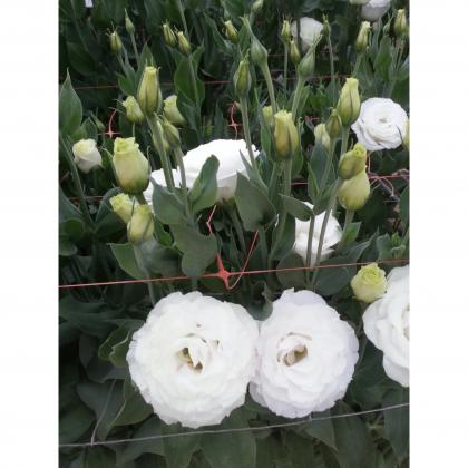 Croma White Croma White