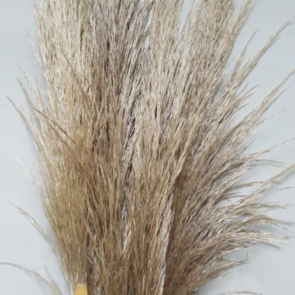 Cortaderia