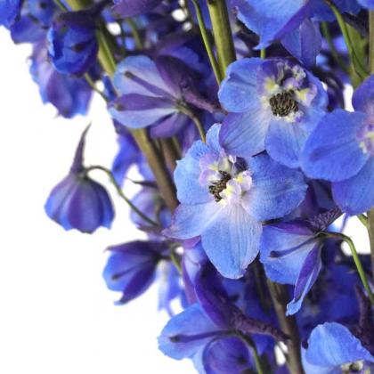 Delphinium Sea Waltz Delphinium Sea Waltz