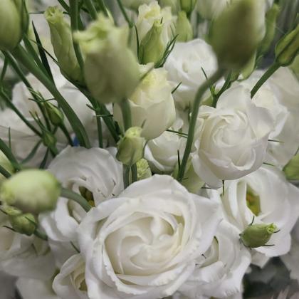 Lisianthus White Lisianthus White