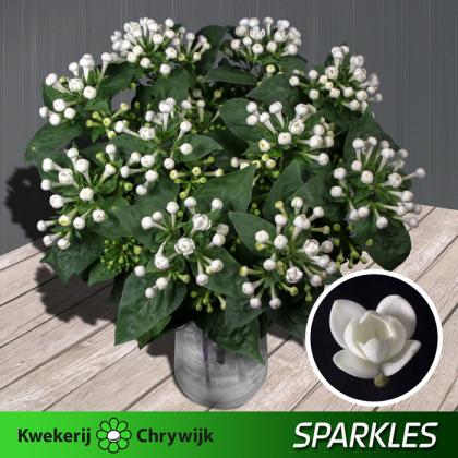 Bouvardia Diamond Sparkles Bouvardia Diamond Sparkles