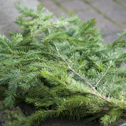 Douglas Fir Douglas Fir