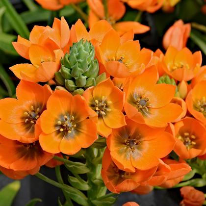 orinthogalum Dubium orinthogalum Dubium