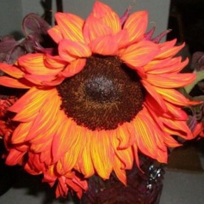 Sunflower Dyed Red