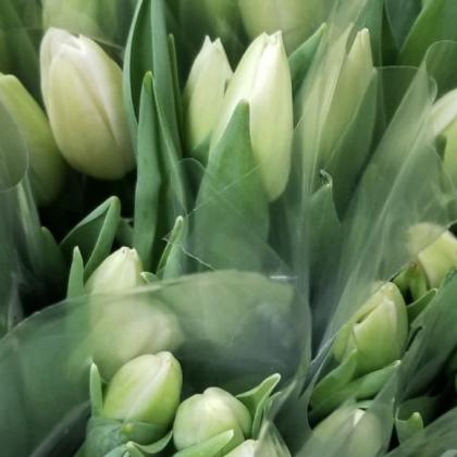 Tulip White Tulip White