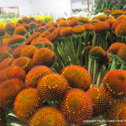 echinacea