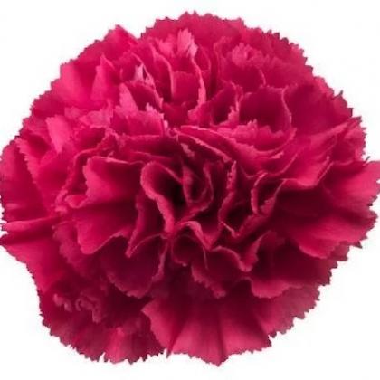 Carnation Jobim Carnation Jobim