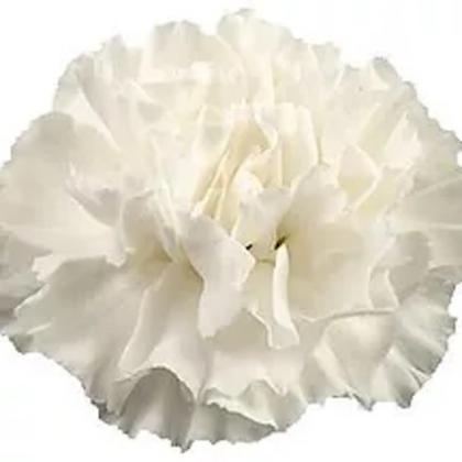 Carnation Moonlight Carnation Moonlight