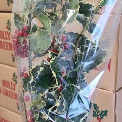 Holly Variegated Holly Variegated