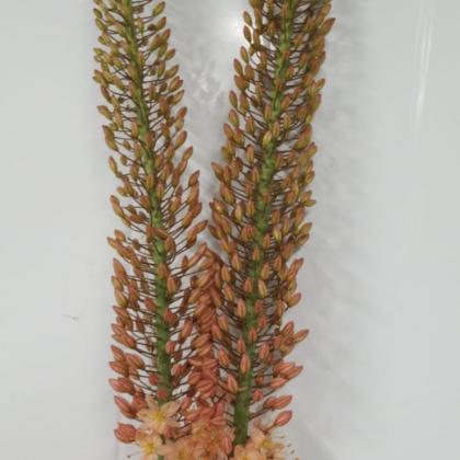 Eremurus Cleo