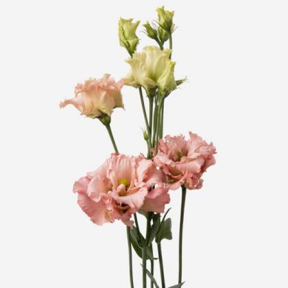 Lisianthus Apricot Lisianthus Apricot