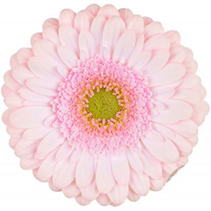 Gerbera Davina