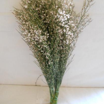 Ginestra white Ginestra white