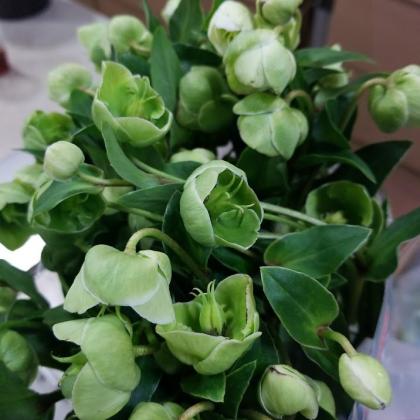 Helleborus Magnificent Bells Helleborus Magnificent Bells