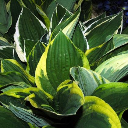 Hosta
