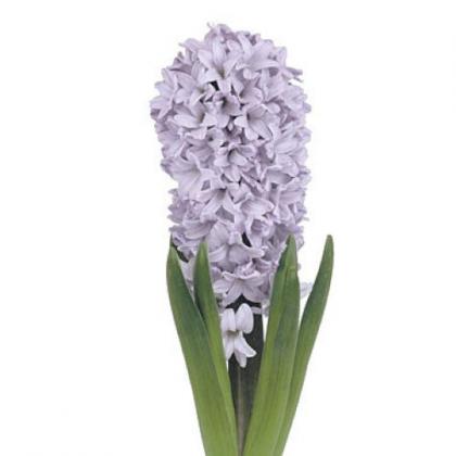 Hyacinth Lavender