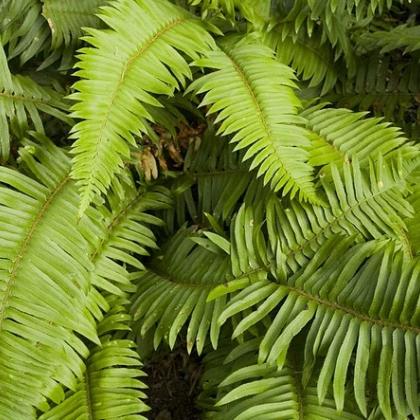 Sword Fern