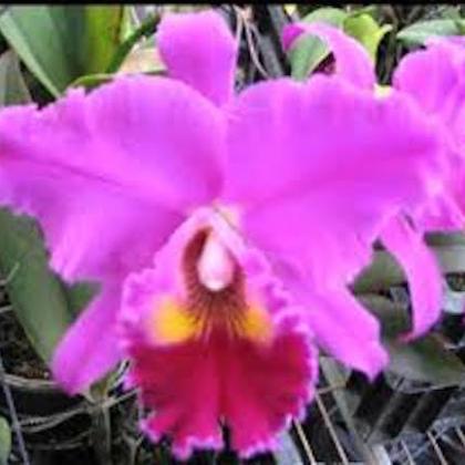 Cattleya Catleya