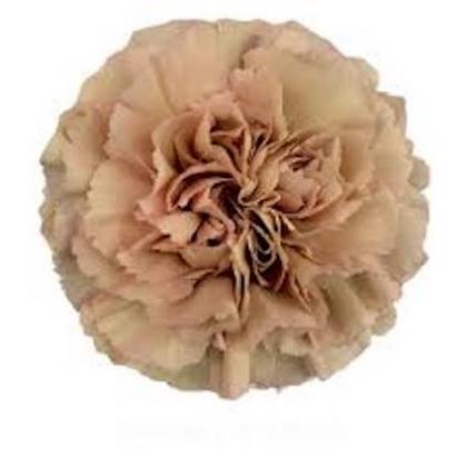 Carnation Lege Marrone