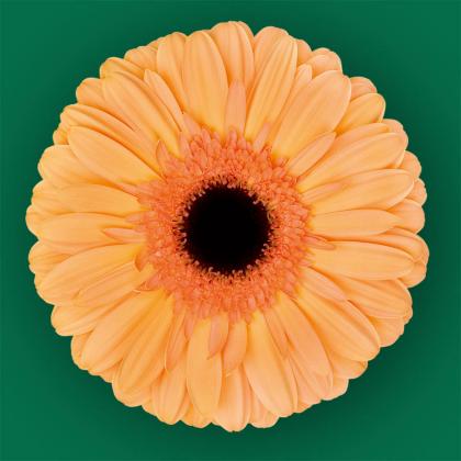 Gerbera Jetset