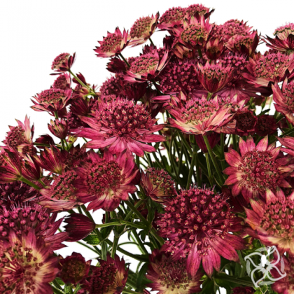 Astrantia Burgundy Astrantia Burgundy