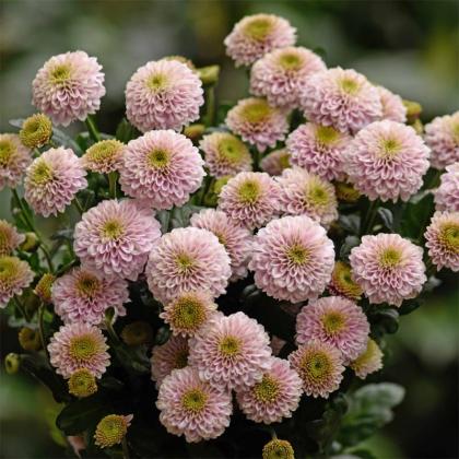 Chrys Doria Pink