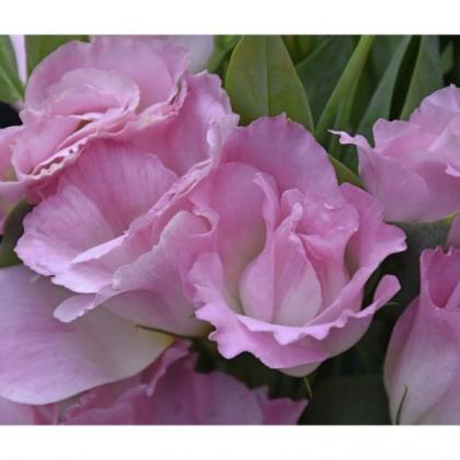 Lisianthus Pink Lisianthus Pink