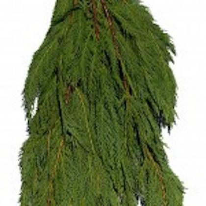 Leland Cypress Leyland Cypress