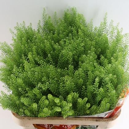 Lepedium Green Bell Lepedium Green Bell