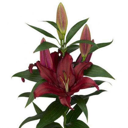 Lily Firebolt Lily Firebolt