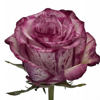 Rose Magic Times Rose Magic Times