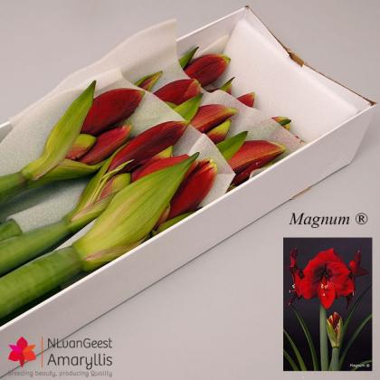 Amaryllis Magnum Amaryllis Magnum